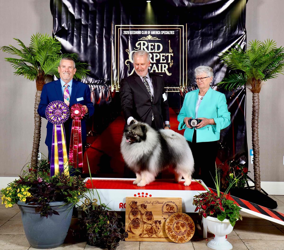 Belgian Sheepdog Puppies avail mid July 2026 breeder image 3