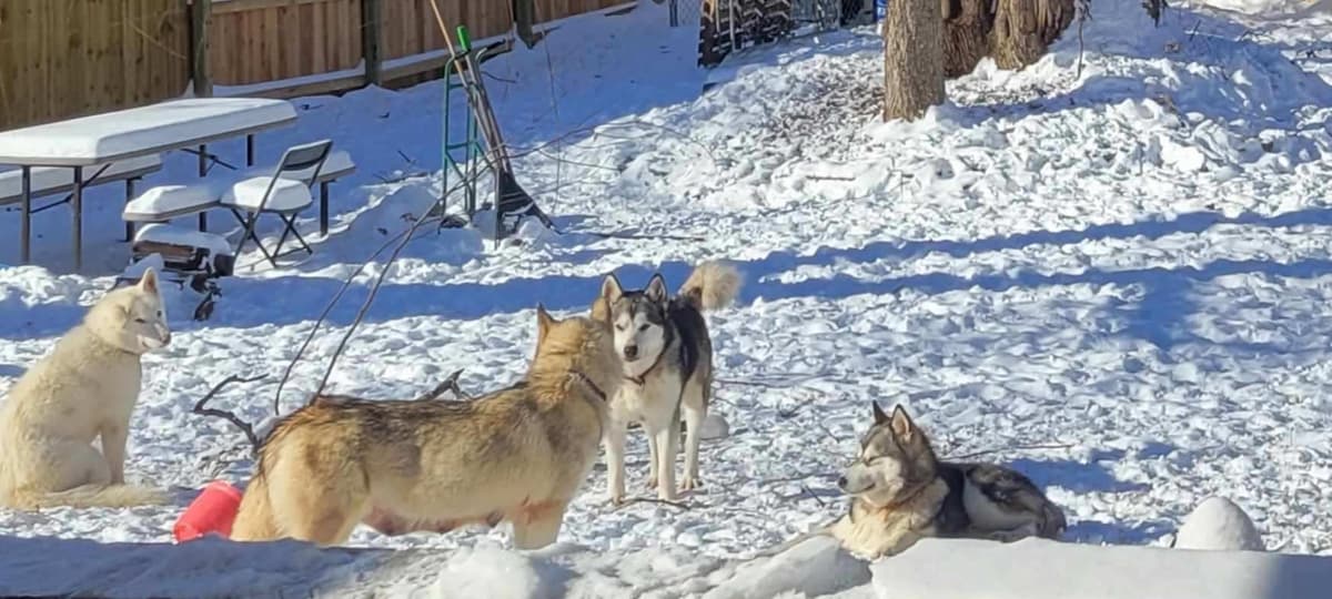 Alaskan Malamute Puppies breeder image 2
