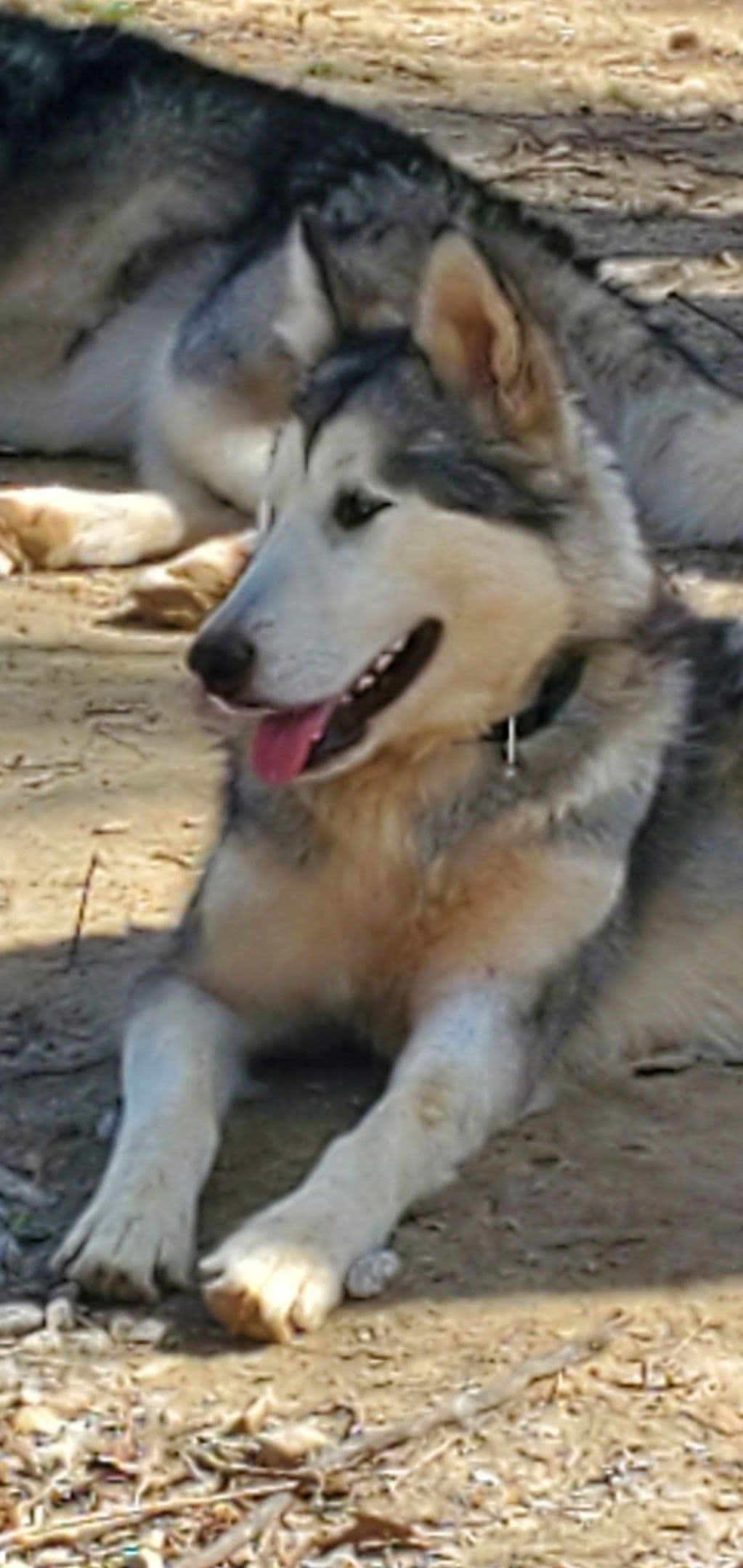 Alaskan Malamute Puppies breeder image 3