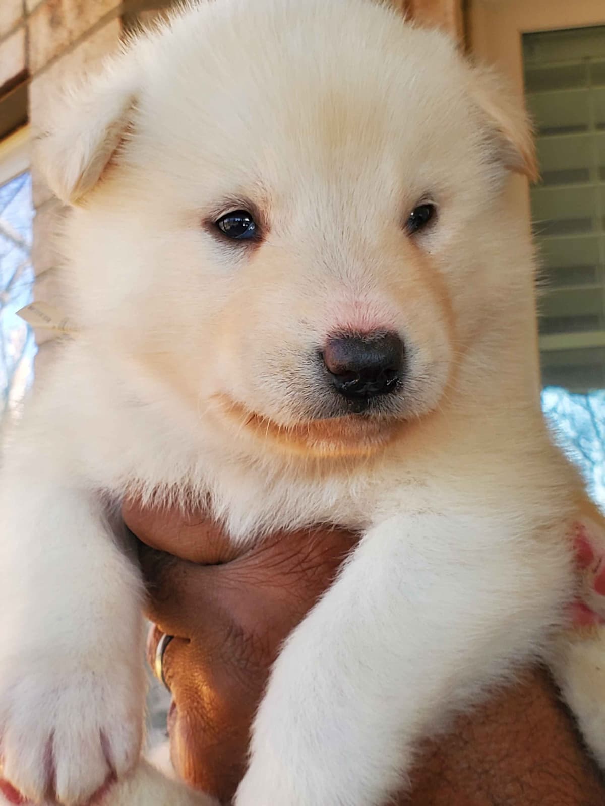 Alaskan Malamute Puppies breeder image 4