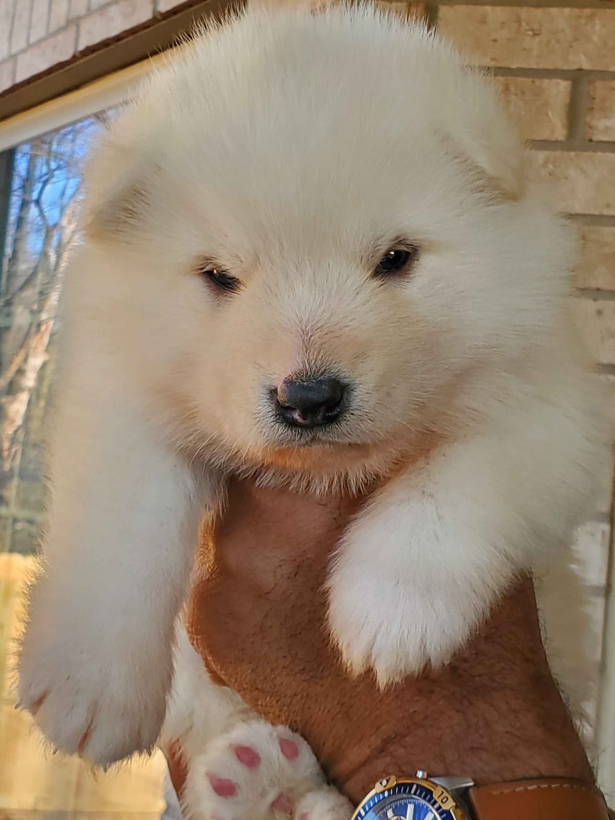 Alaskan Malamute Puppies breeder image 6