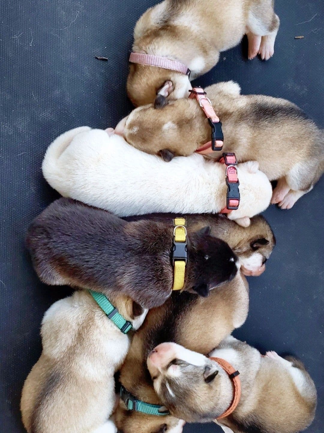 Alaskan Malamute Puppies breeder image 5