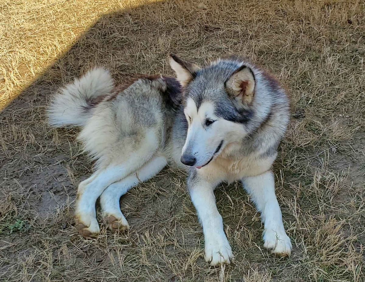 Alaskan Malamute Puppies breeder image 7