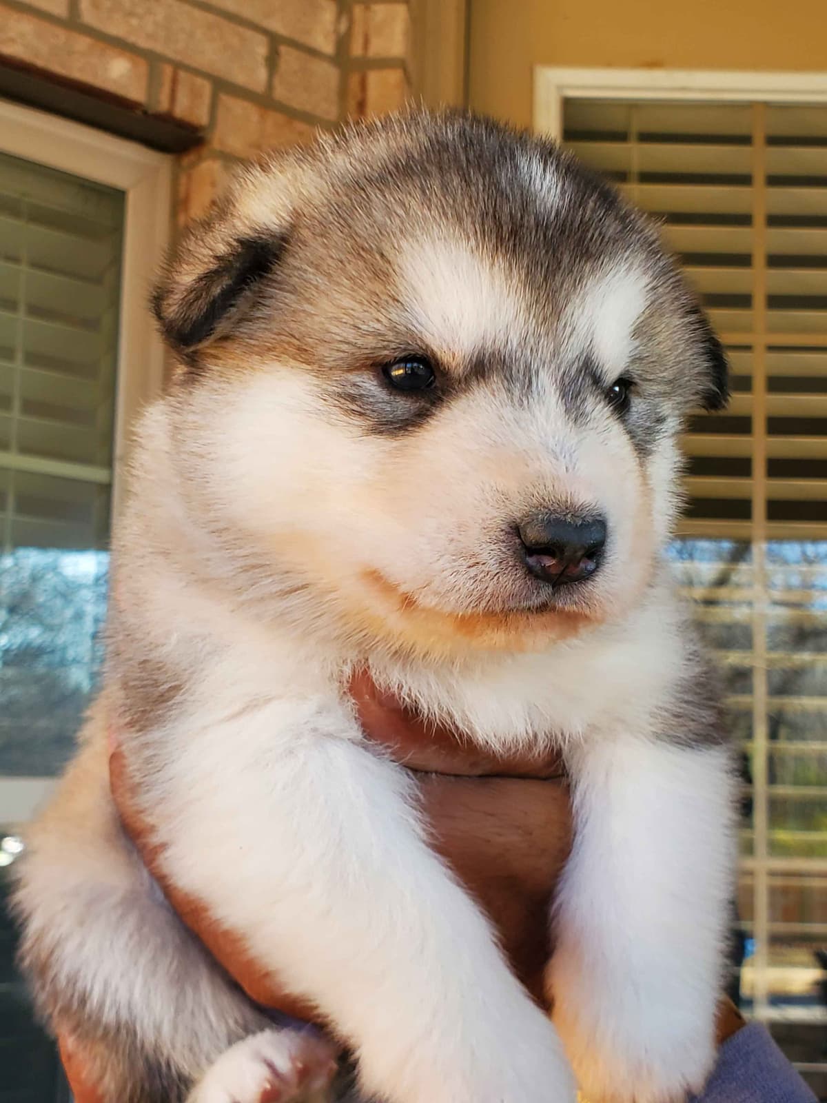 Alaskan Malamute Puppies breeder image 8