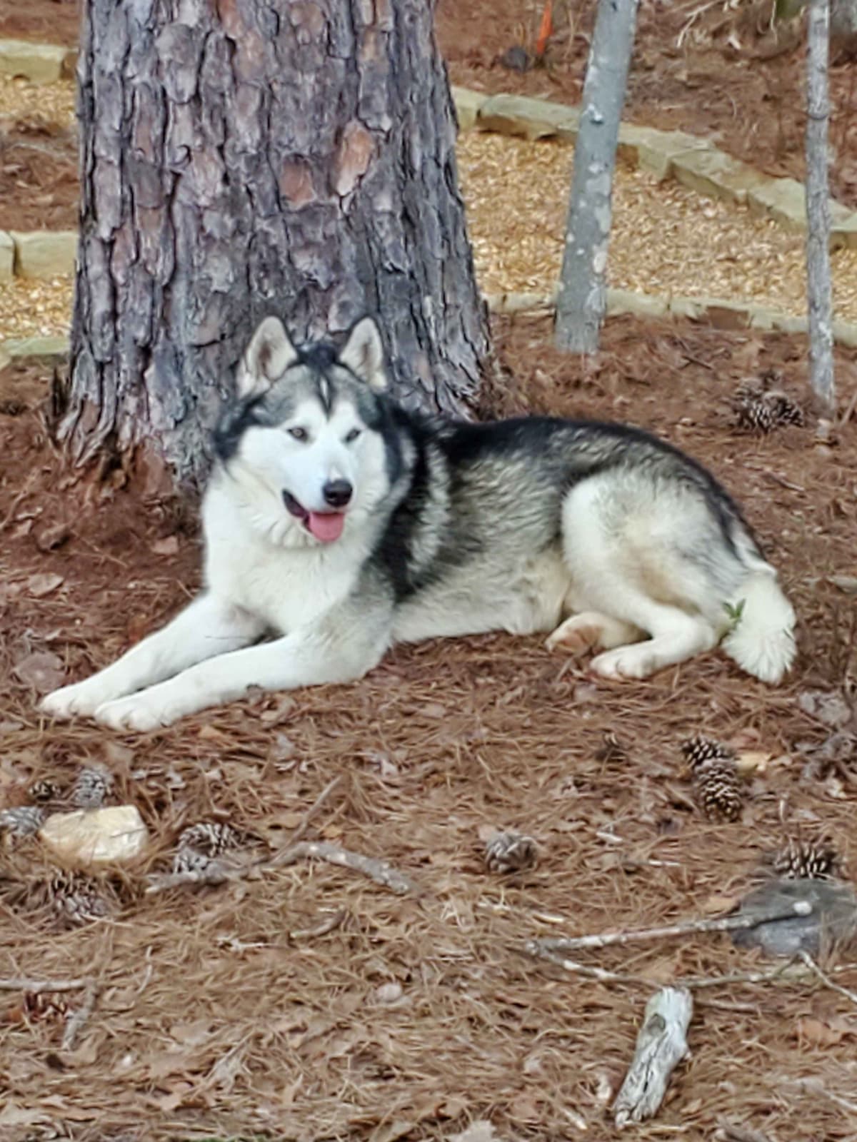 Alaskan Malamute Puppies breeder image 9