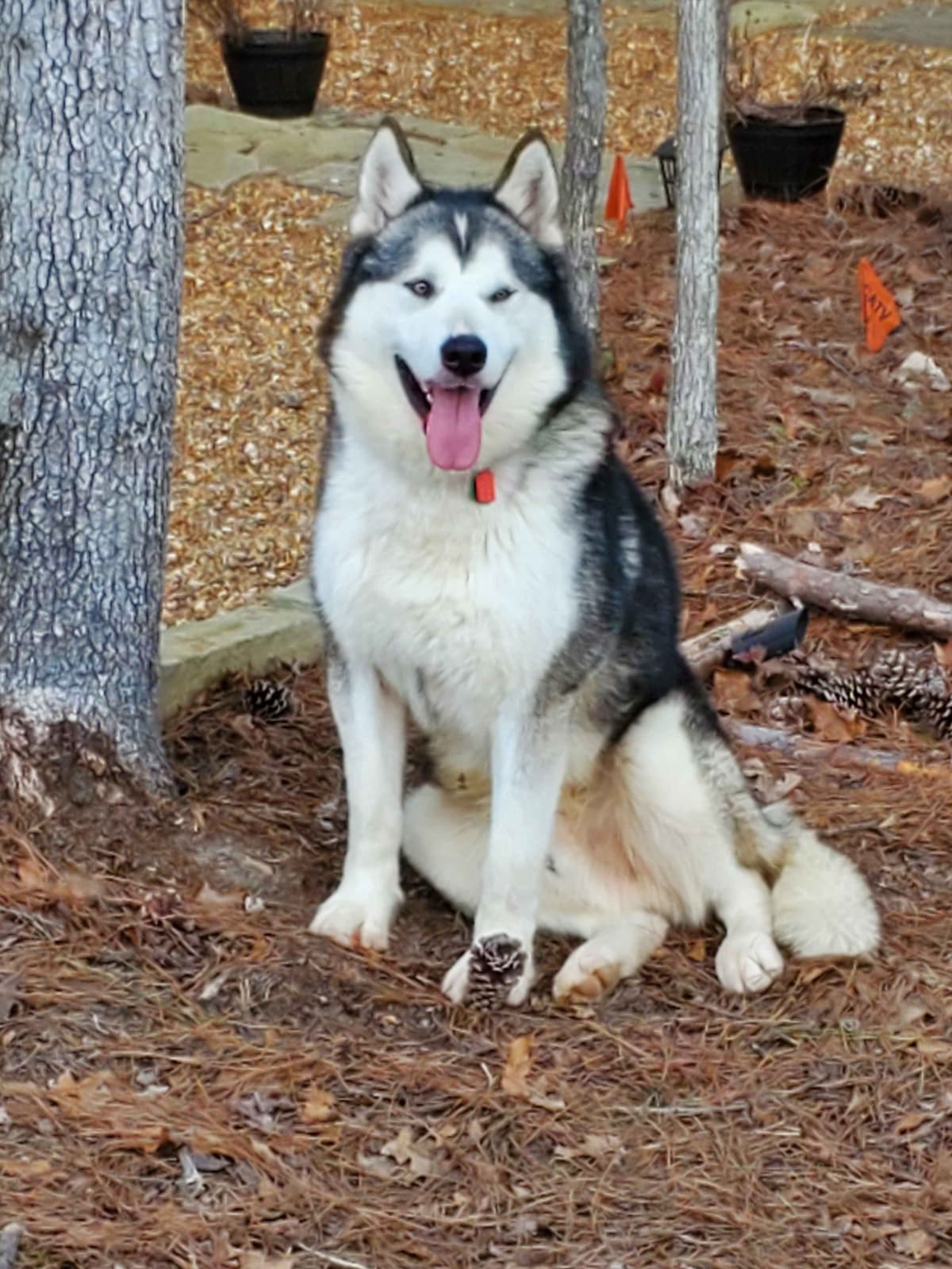 Alaskan Malamute Puppies breeder image 10