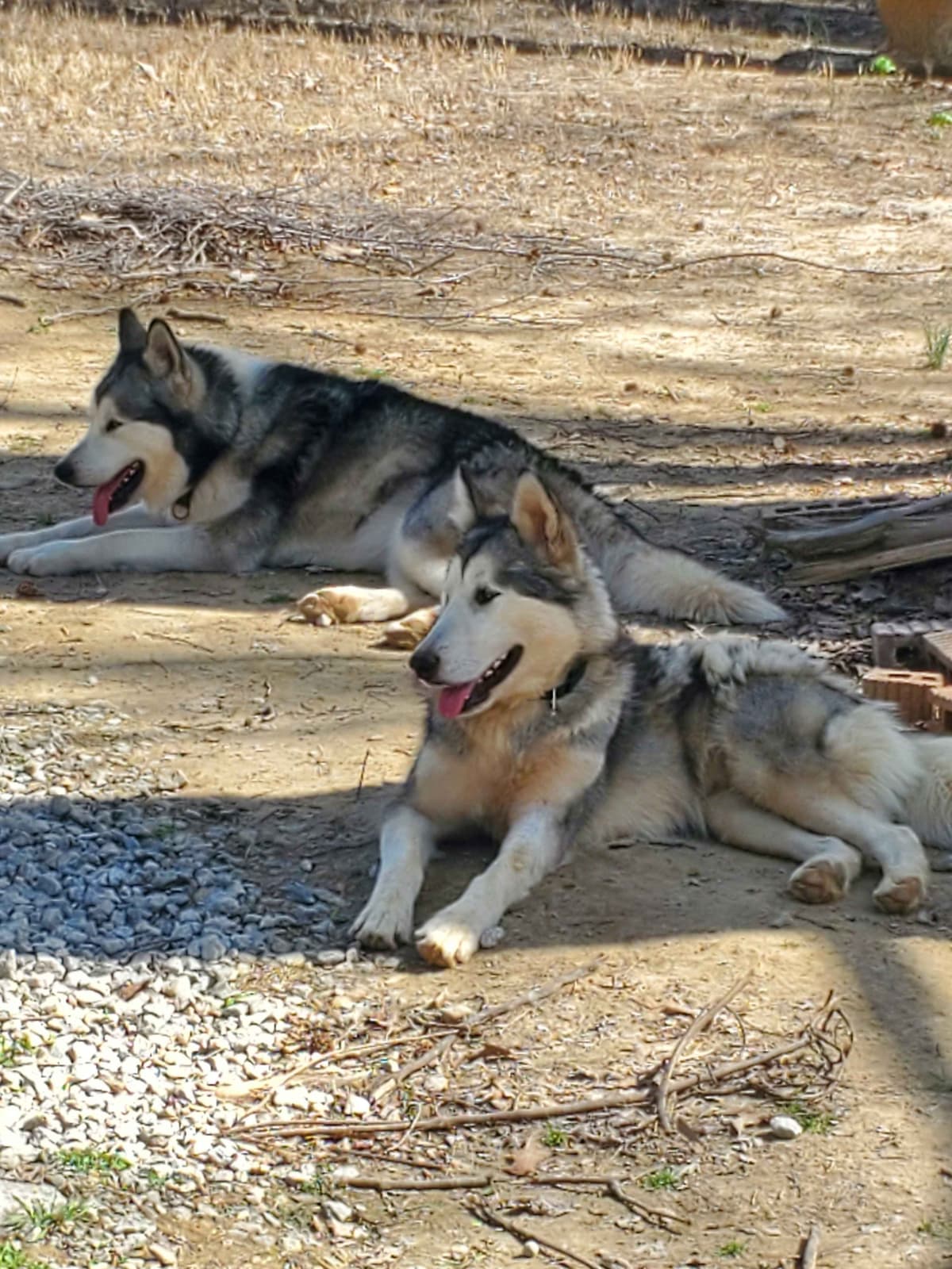 Alaskan Malamute Puppies breeder image 12