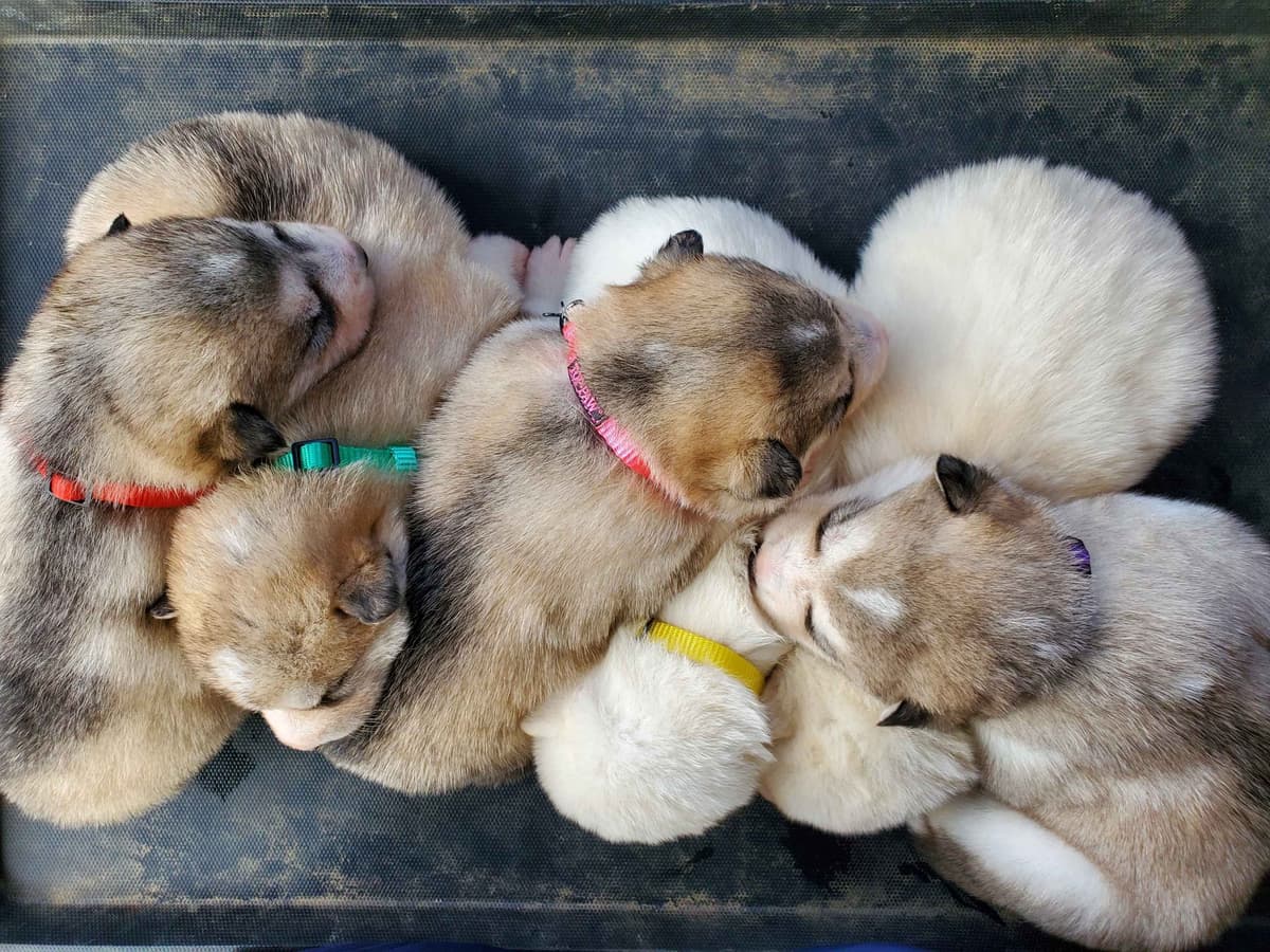 Alaskan Malamute Puppies breeder image 11