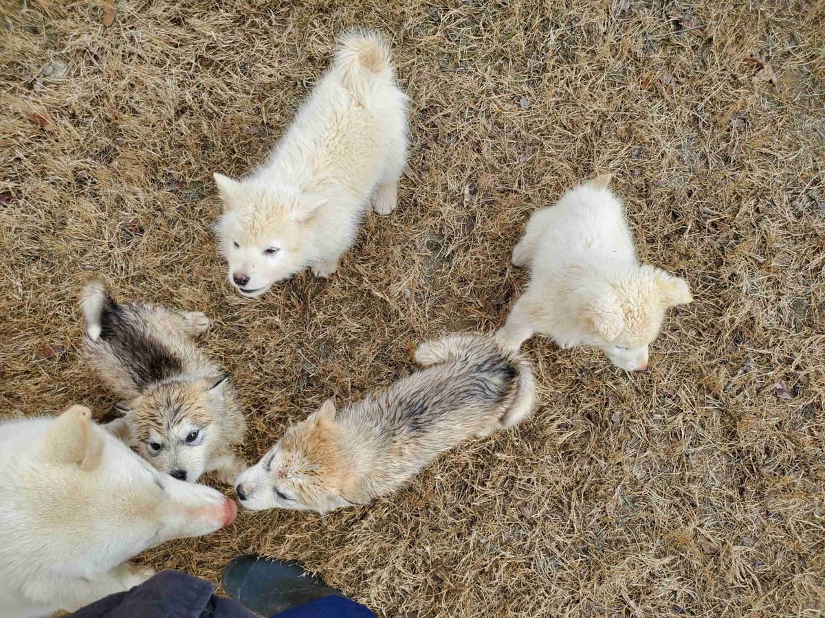 Alaskan Malamute Puppies breeder image 13