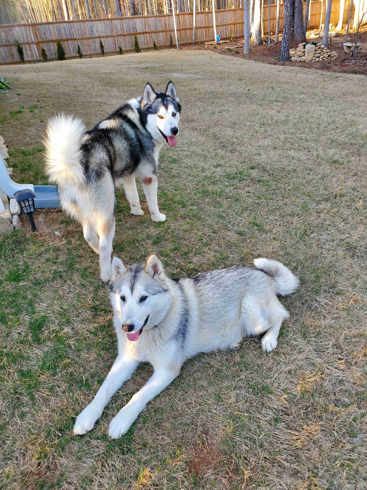 Alaskan Malamute Puppies breeder image 15