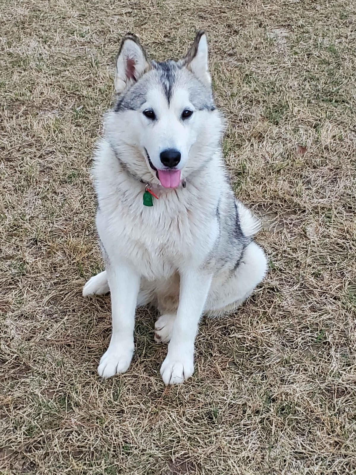Alaskan Malamute Puppies breeder image 14