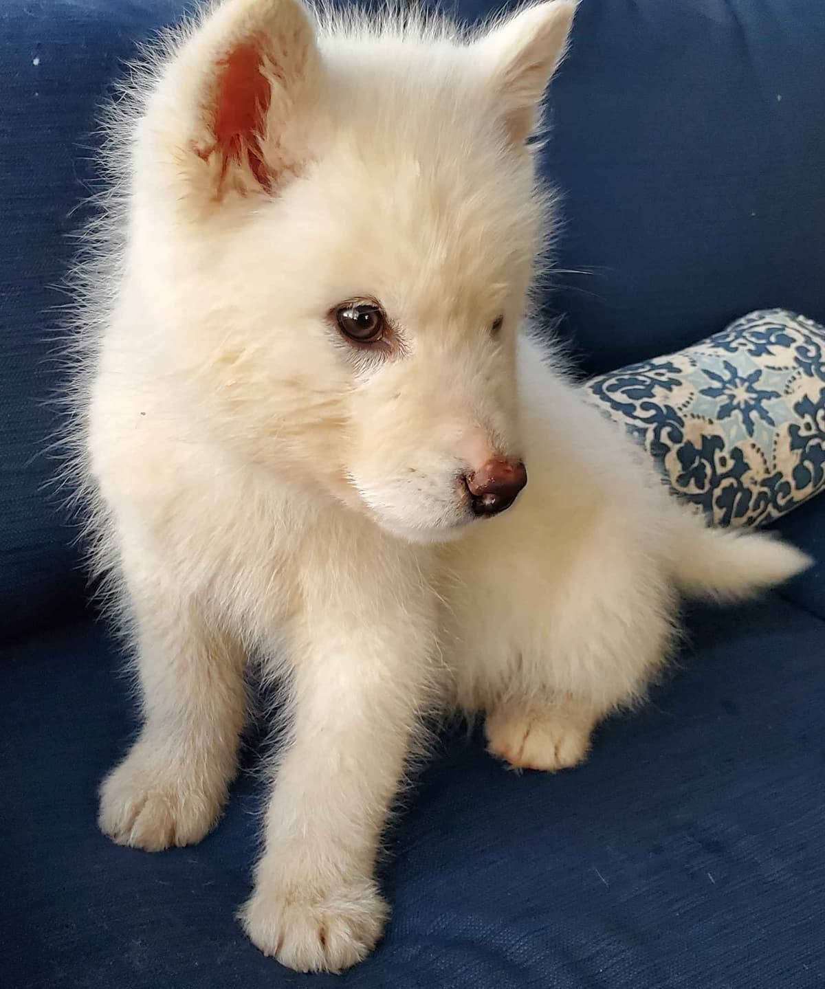 Alaskan Malamute Puppies breeder image 16