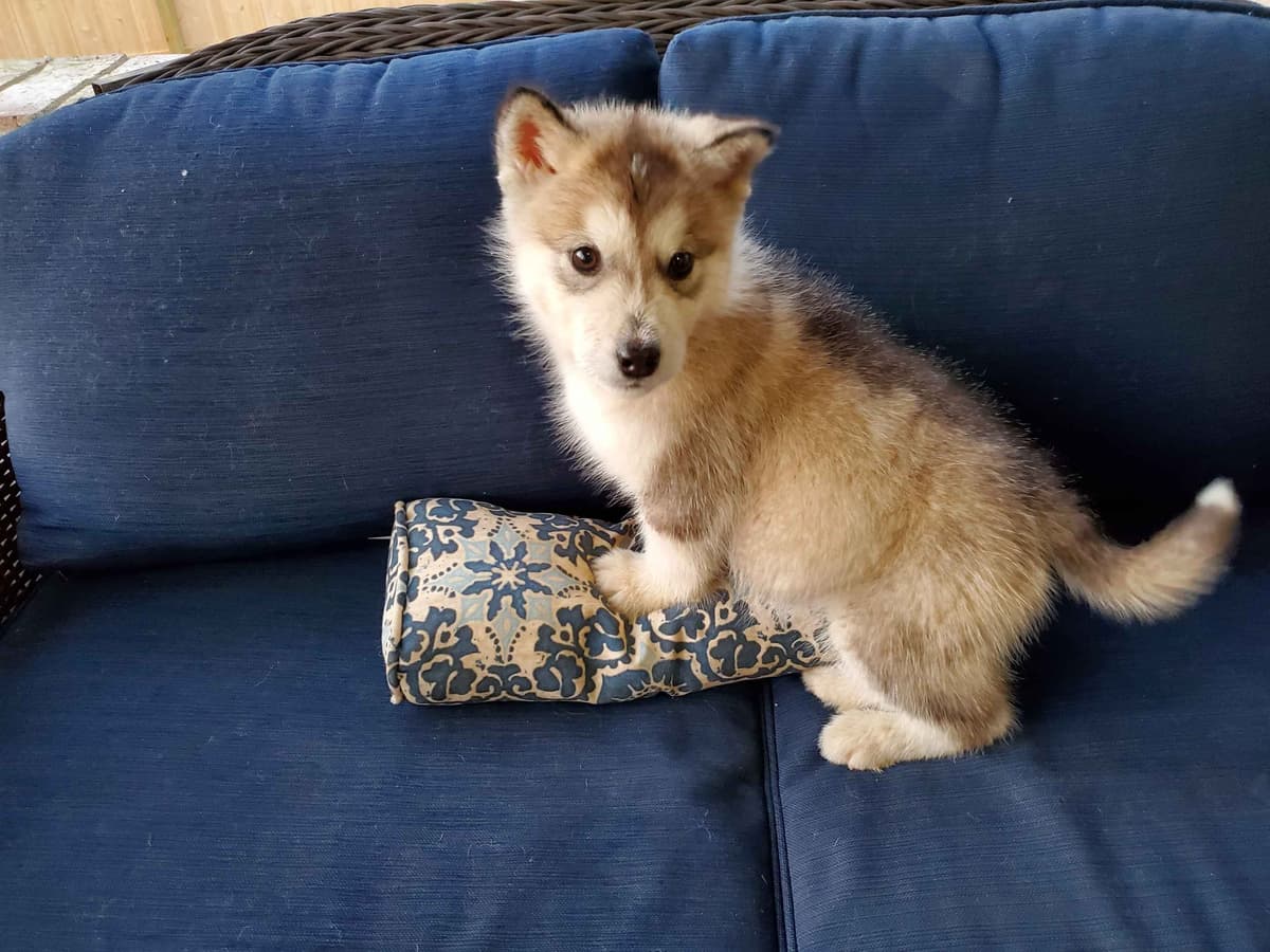 Alaskan Malamute Puppies breeder image 17