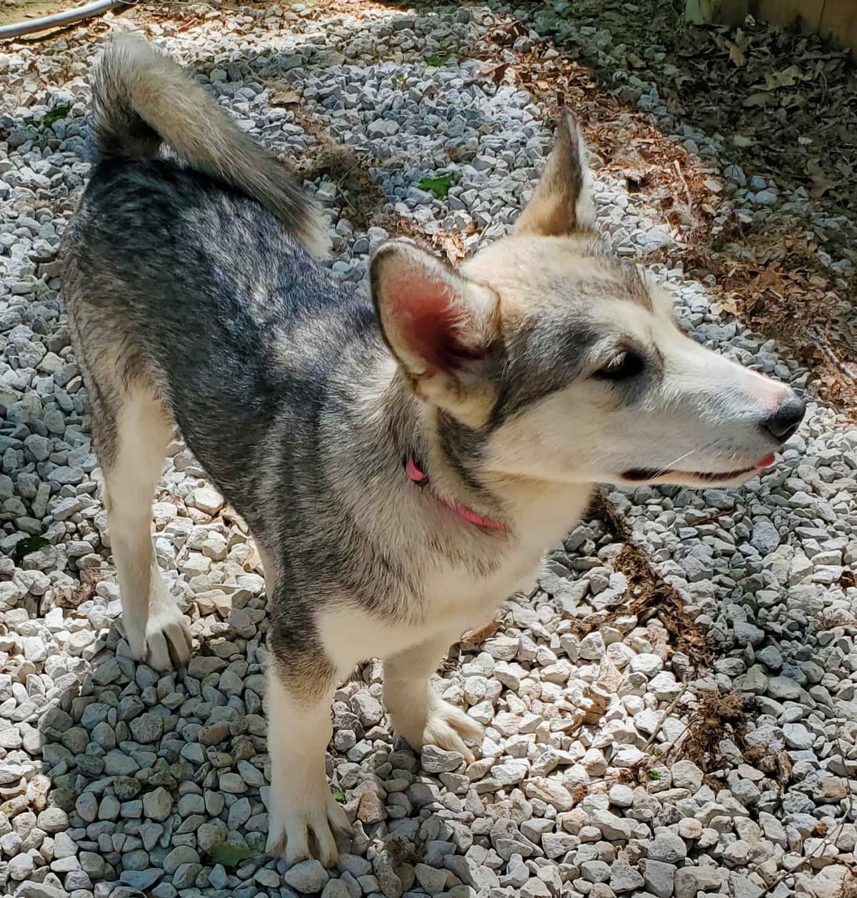 Alaskan Malamute Puppies breeder image 18