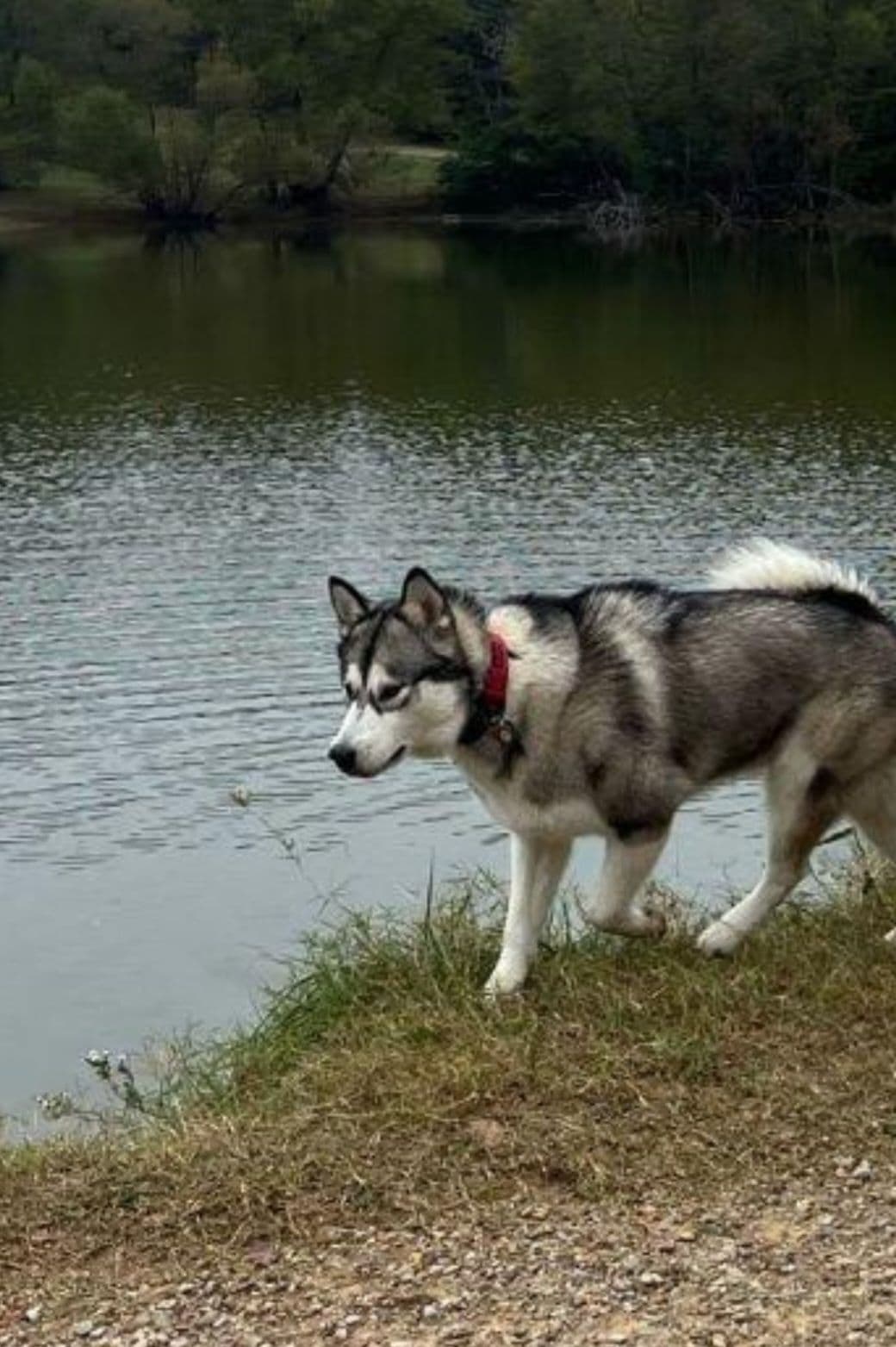 Alaskan Malamute Puppies breeder image 20