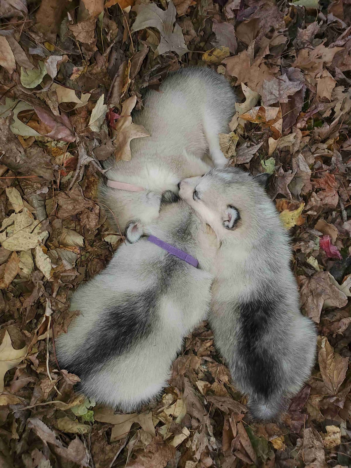 Alaskan Malamute Puppies breeder image 21