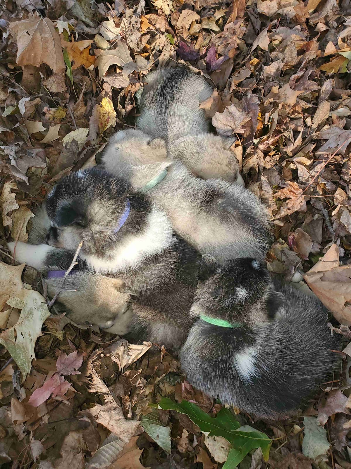 Alaskan Malamute Puppies breeder image 22