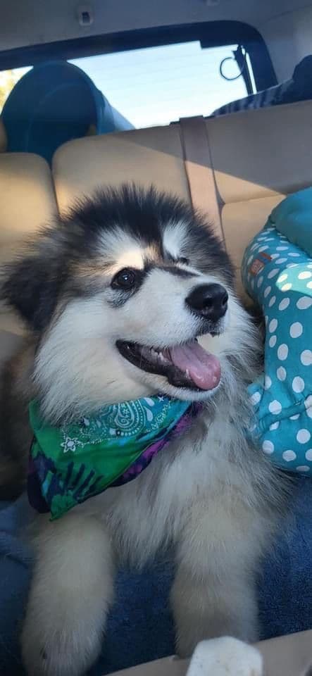 Alaskan Malamute Puppies breeder image 23
