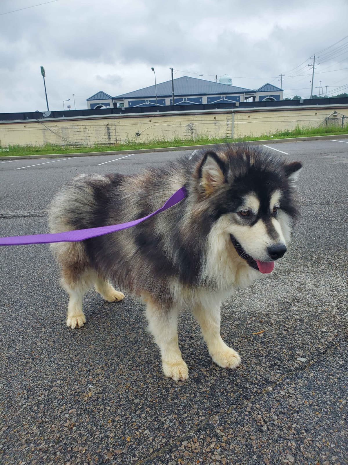 Alaskan Malamute Puppies breeder image 24