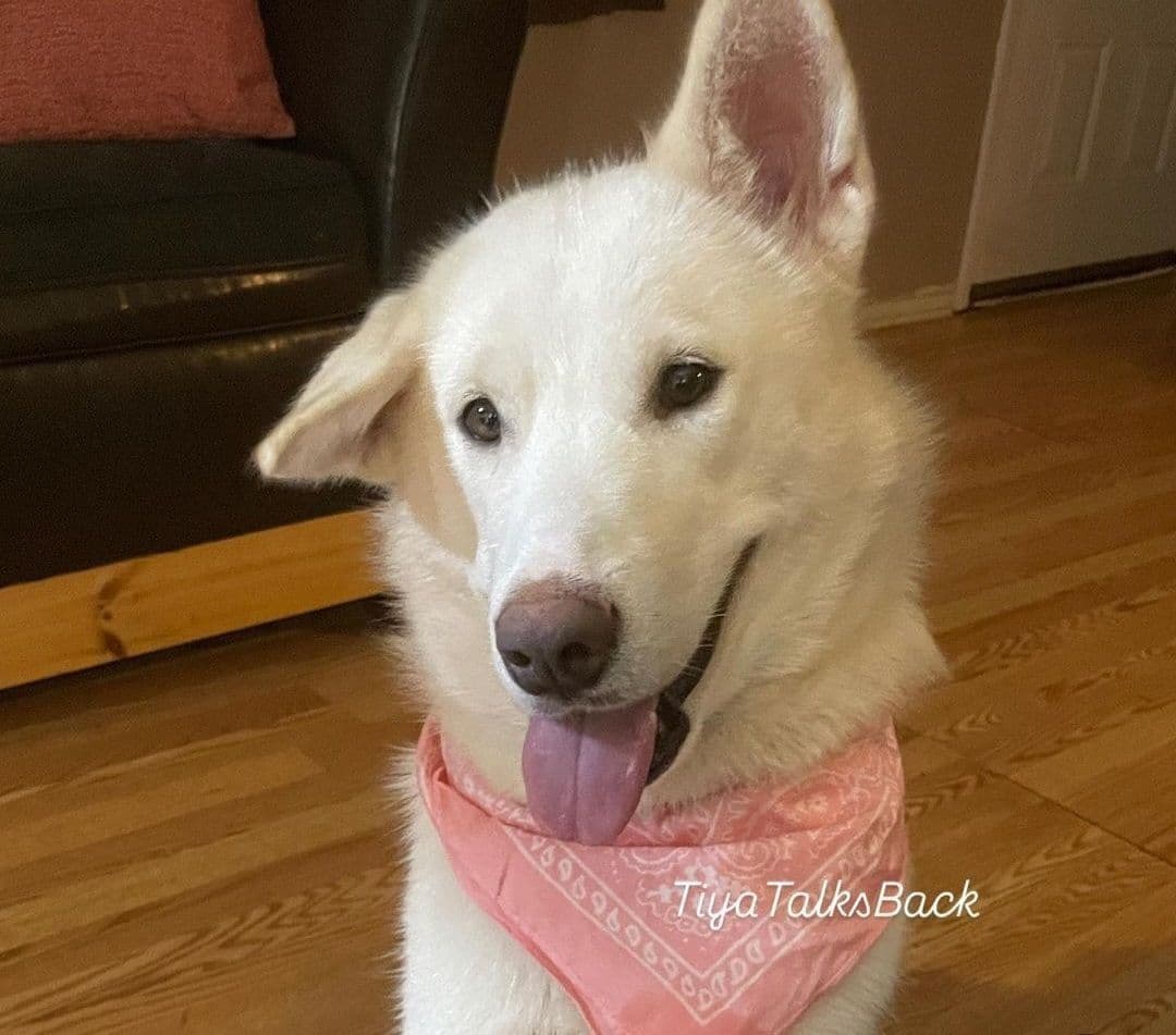 Alaskan Malamute Puppies breeder image 25