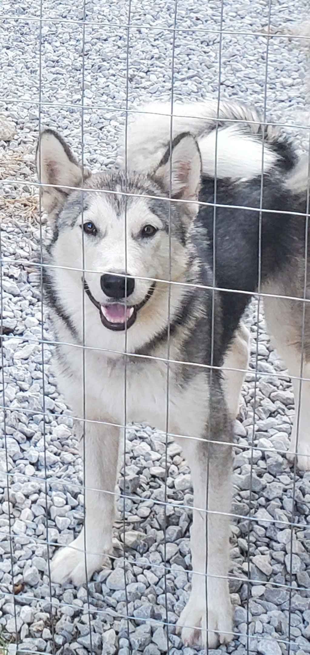 Alaskan Malamute Puppies breeder image 26