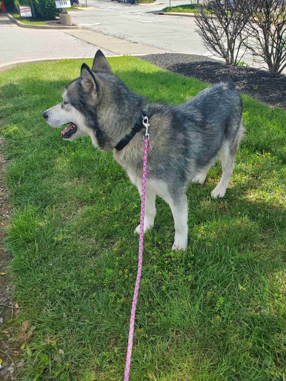 Alaskan Malamute Puppies breeder image 27