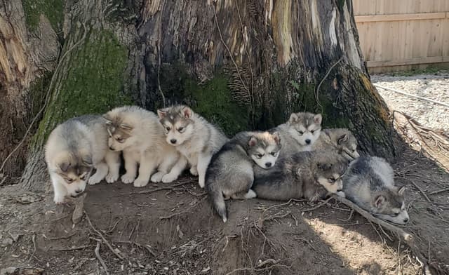 Alaskan Malamute Puppies media 2