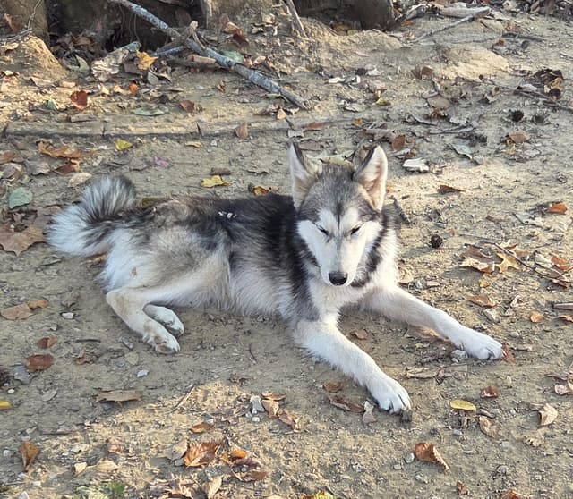 Alaskan Malamute Puppies media 3