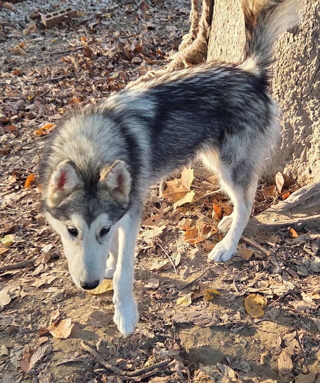 Alaskan Malamute Puppies media 4