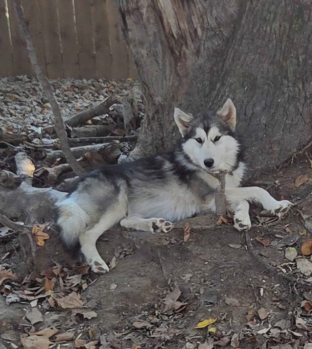 Alaskan Malamute Puppies media 5