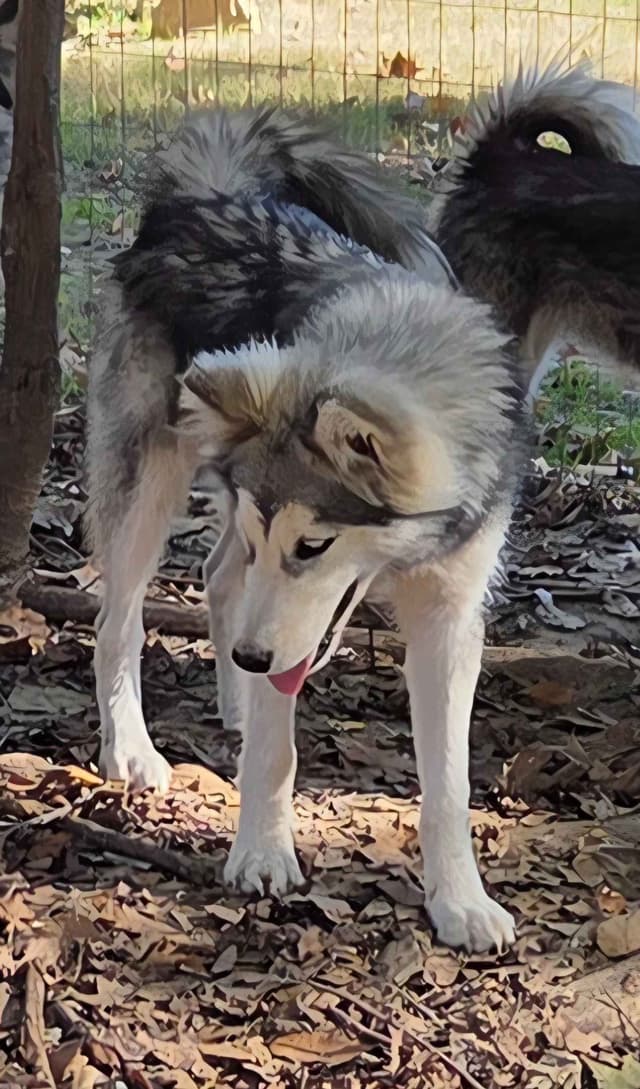 Alaskan Malamute Puppies media 6