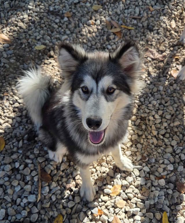 Alaskan Malamute Puppies media 7