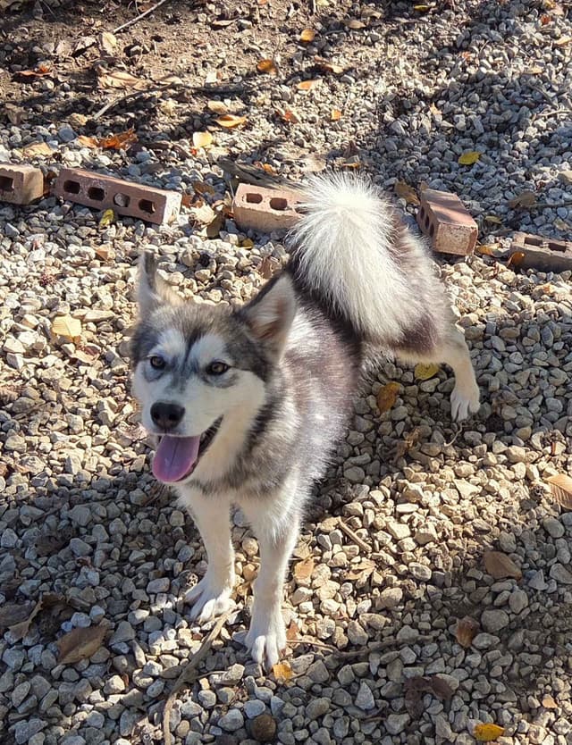 Alaskan Malamute Puppies media 8