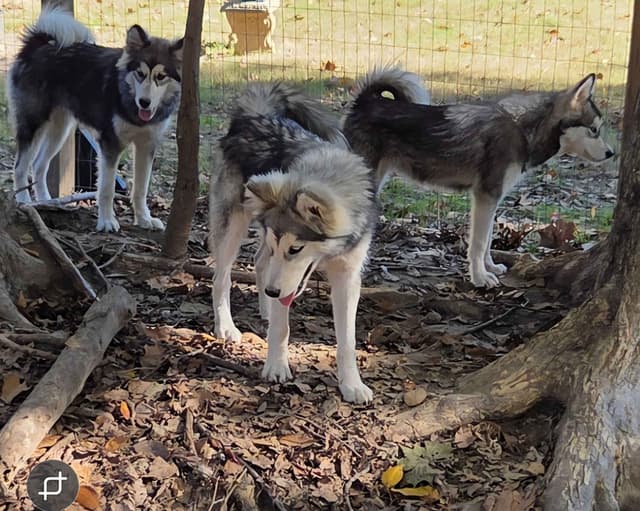 Alaskan Malamute Puppies media 9