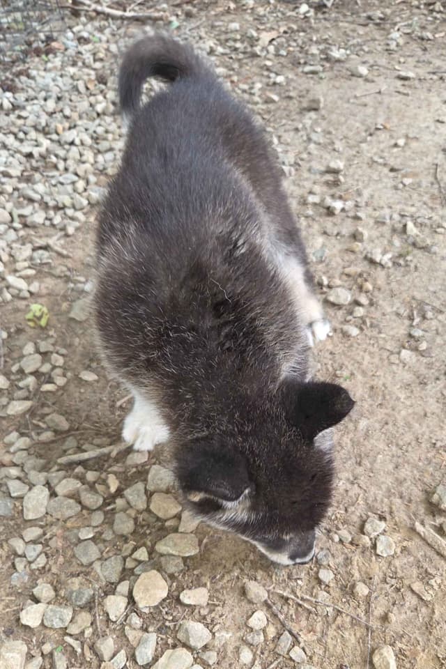 Alaskan Malamute Puppies media 4