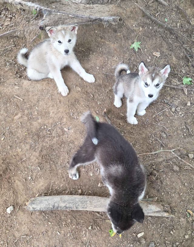 Alaskan Malamute Puppies media 3