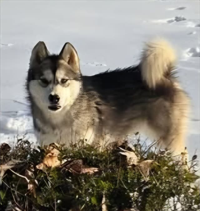 Alaskan Malamute Puppies media 11