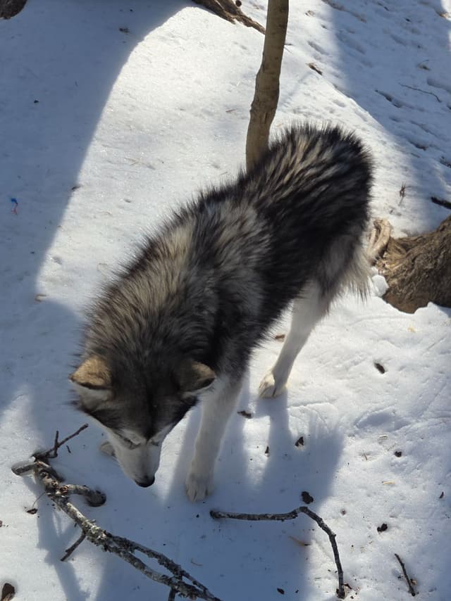 Alaskan Malamute Puppies media 15
