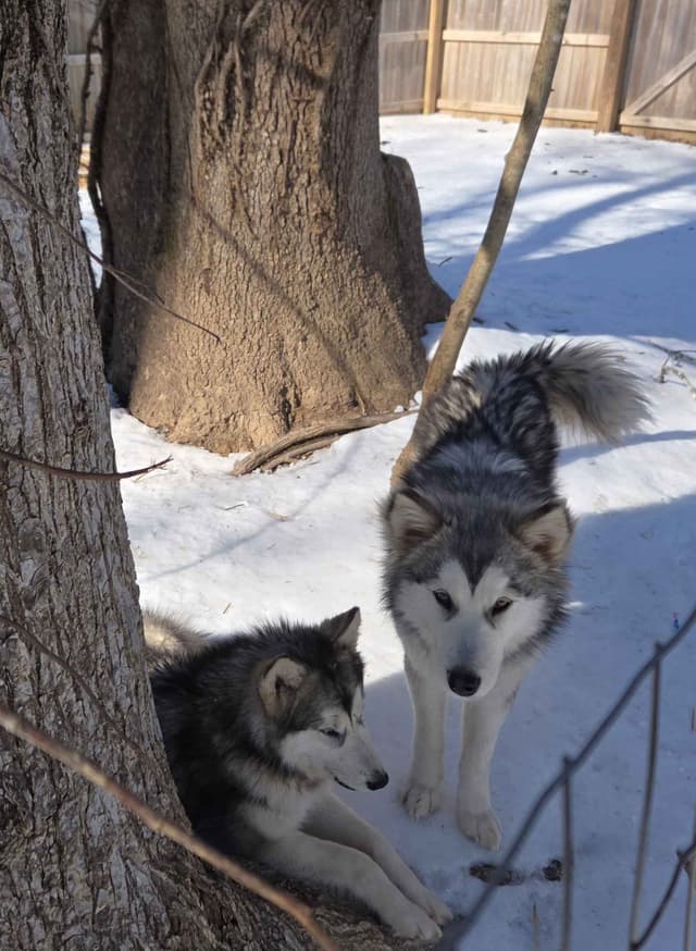Alaskan Malamute Puppies media 17