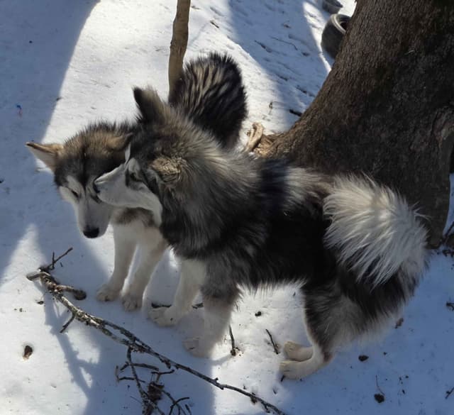 Alaskan Malamute Puppies media 16