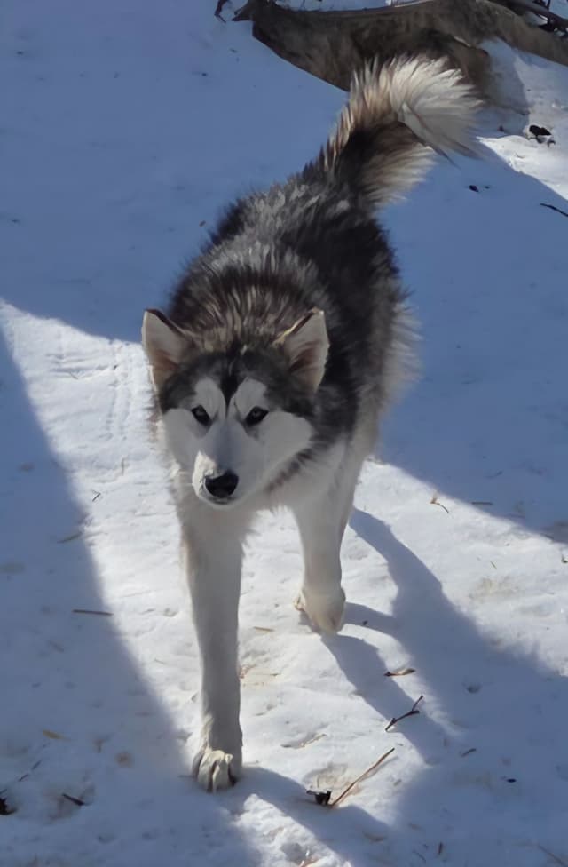 Alaskan Malamute Puppies media 19