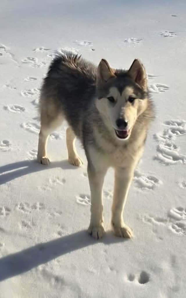 Alaskan Malamute Puppies media 20