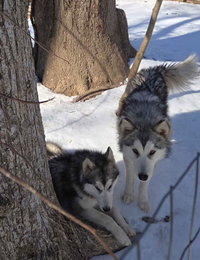 Alaskan Malamute Puppies media 21