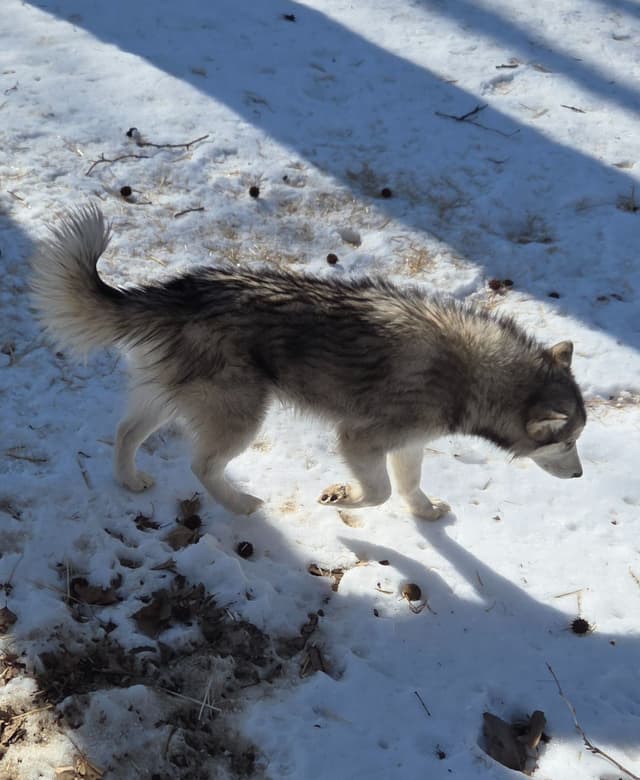Alaskan Malamute Puppies media 26