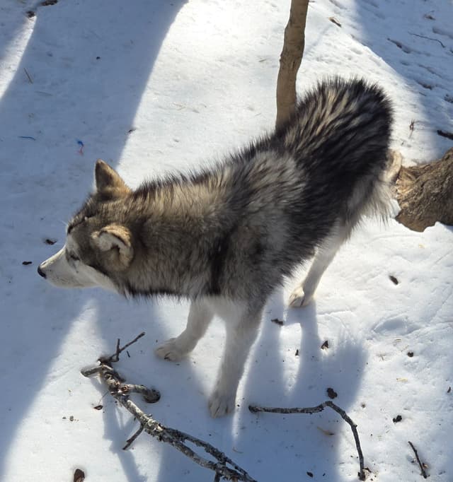 Alaskan Malamute Puppies media 27
