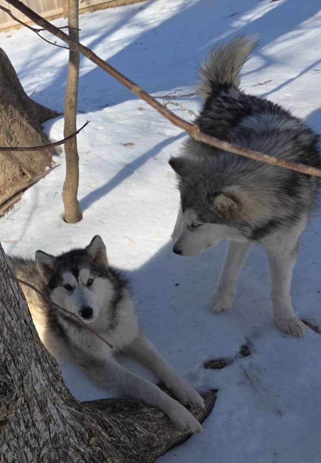 Alaskan Malamute Puppies media 23