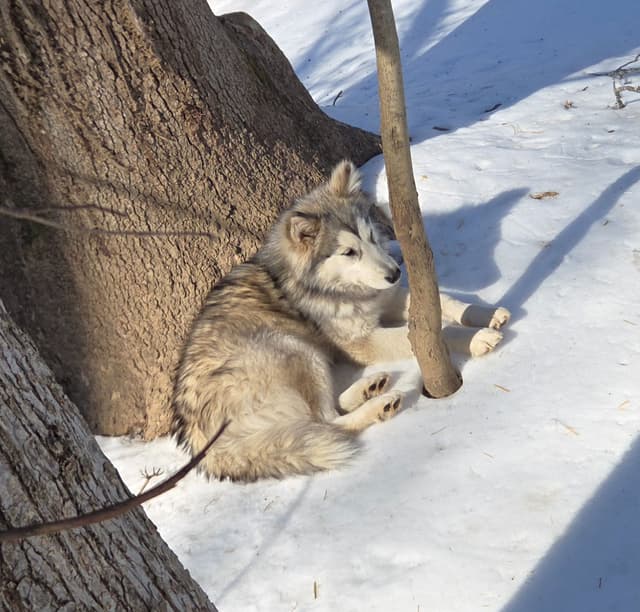 Alaskan Malamute Puppies media 22