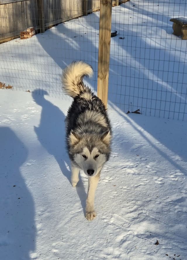Alaskan Malamute Puppies media 25