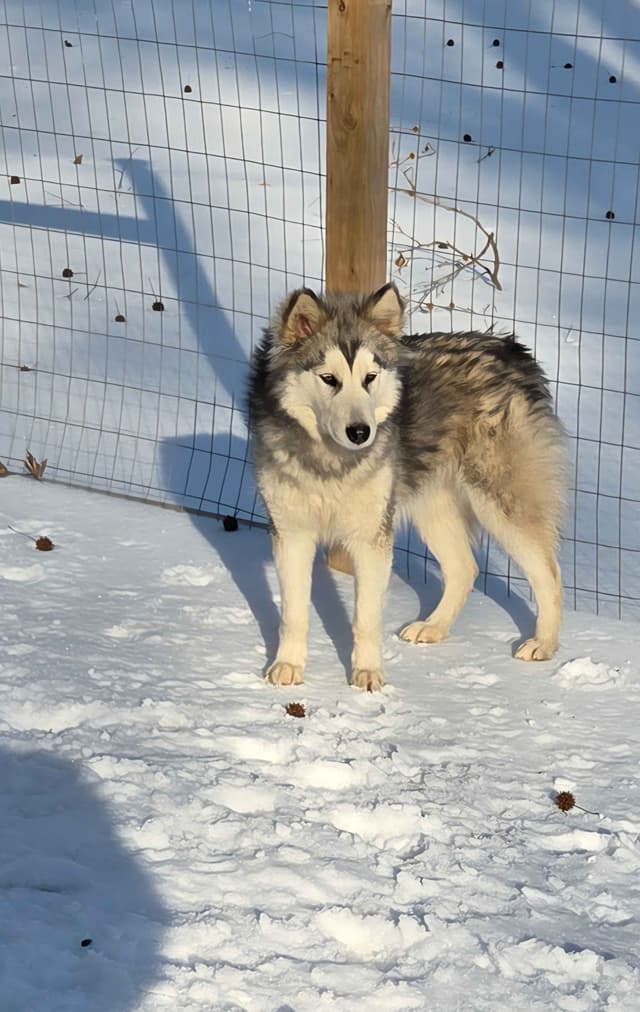 Alaskan Malamute Puppies media 28