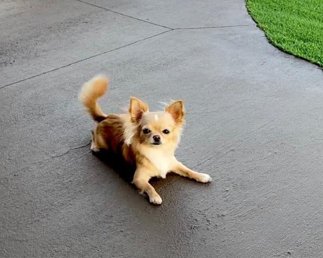 Chihuahua Puppies breeder image 5